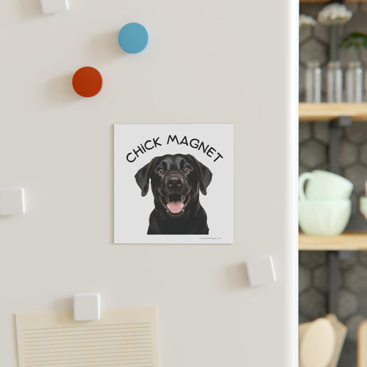 Chick Magnet - Black Labrador Retriever / Mature - Square Magnet